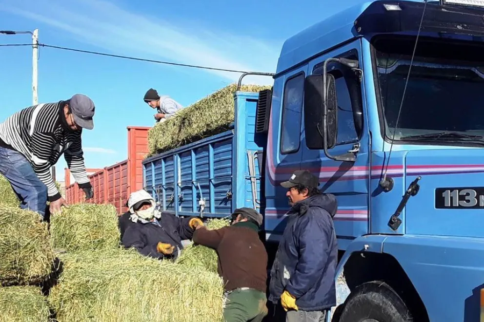 Está llegando la asistencia con forrajes a productores ganaderos afectados por las nevadas