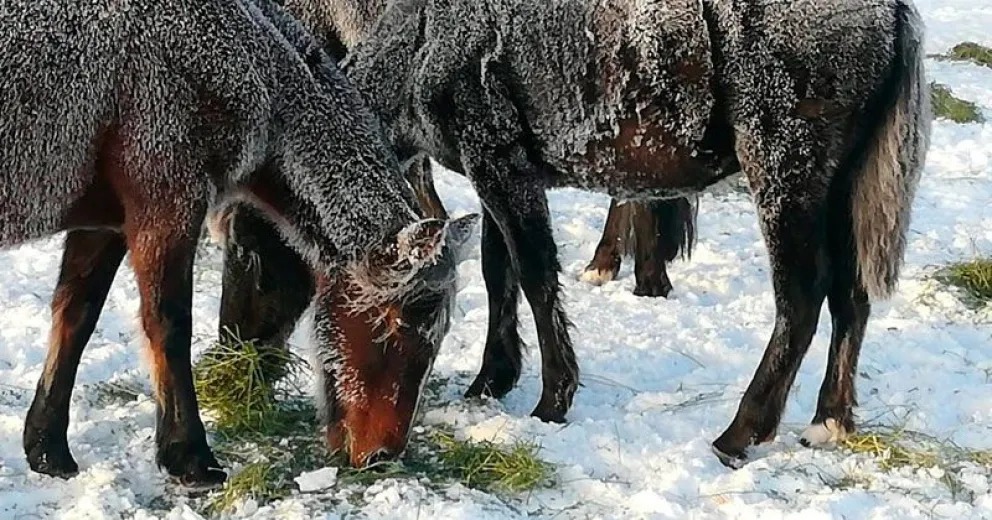 El desafío de enfrentar nevadas extremas y evitar pérdidas ganaderas