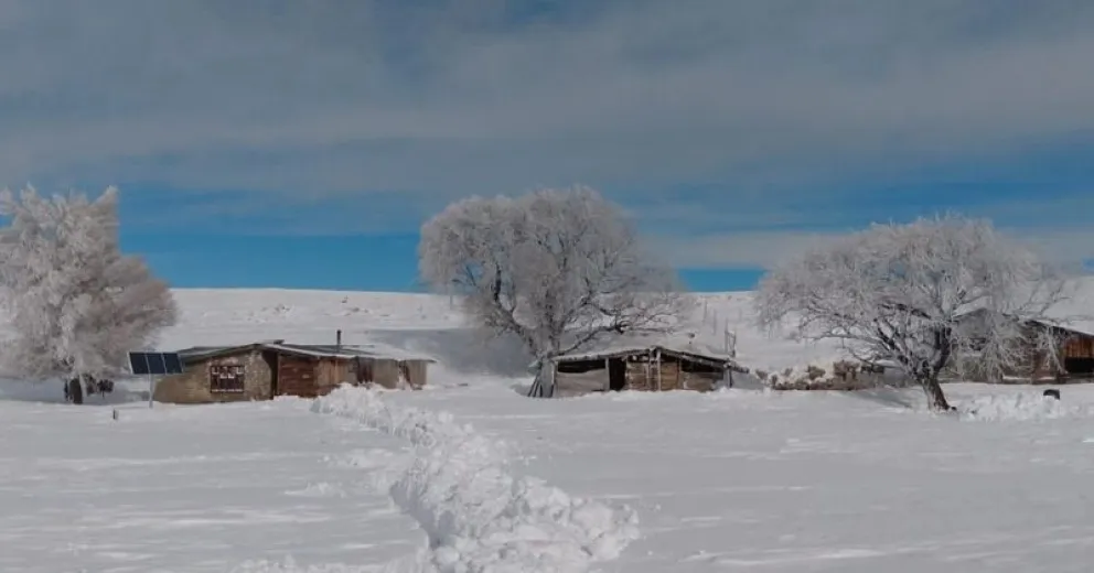 Aguada del Zorro: muerte de animales y desesperación