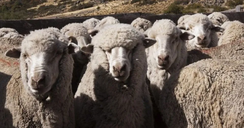 Investigan cómo las ovejas podrían controlar la invasión de pinos