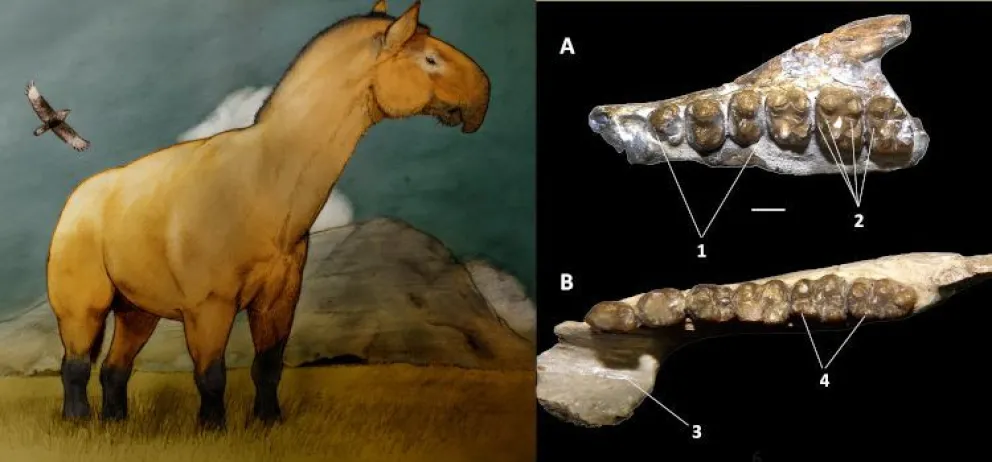 La fauna extinta de Sudamérica jugó un papel importante para el origen de los caballos, rinocerontes y tapires
