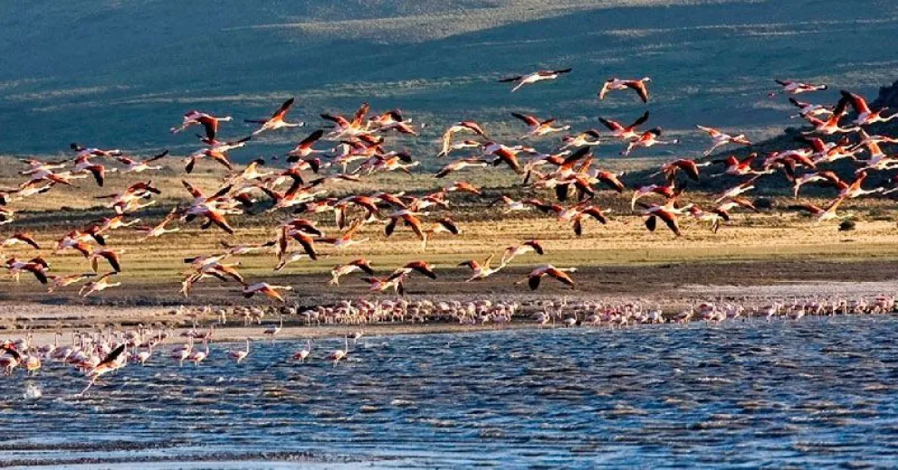 Actividades riesgosas para el ambiente deberán presentar Seguro de Caución por Daño