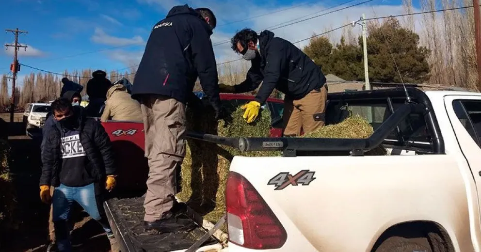 Este martes llegan 29 toneladas de forraje a Bariloche para continuar distribuyendo en la Línea Sur