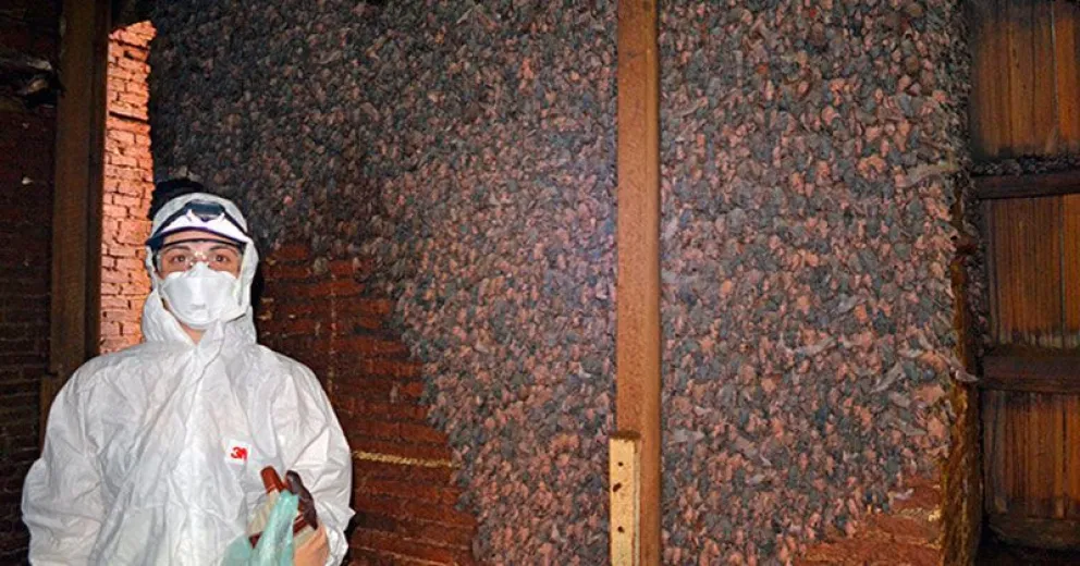 Identifican dos nuevos virus en colonia de murciélagos del centro de Rosario