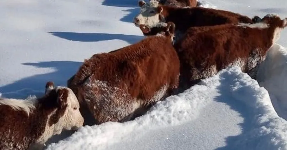 Weretilneck solicitó una ayuda extraordinaria para productores ganaderos afectados por las nevadas