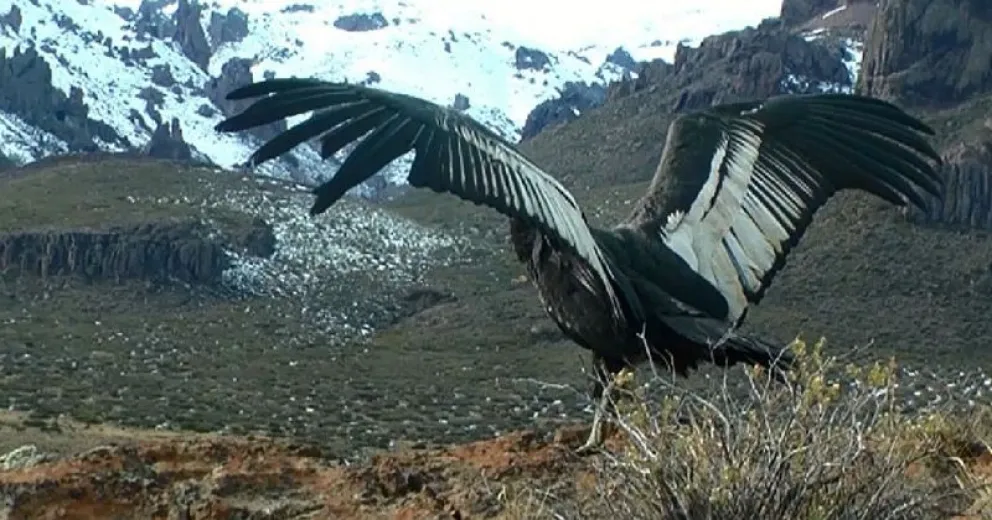 Liberaron un cóndor que había sido rescatado