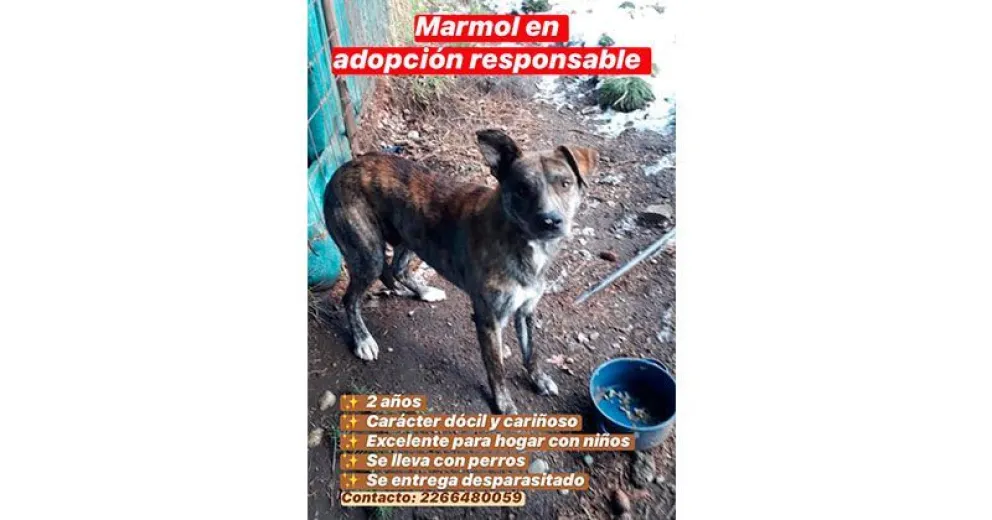 Fue presentado en la Legislatura un proyecto de ley para el control de la superpoblación de fauna urbana