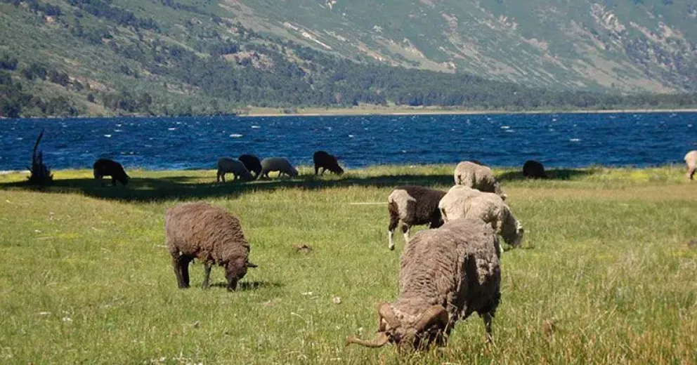 Parques eximió a pobladores rurales del pago por derecho de cultivo y pastaje     