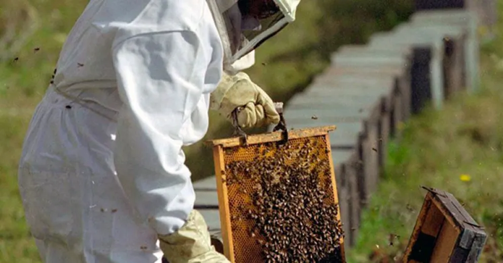 Bariloche y su potencial como productor de miel