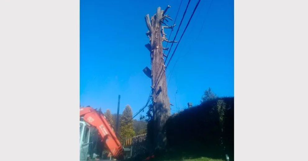 Apearon árbol con sentencia judicial