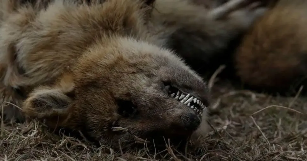 Quema en Delta del Paraná: denuncian la pérdida "casi total" de la fauna