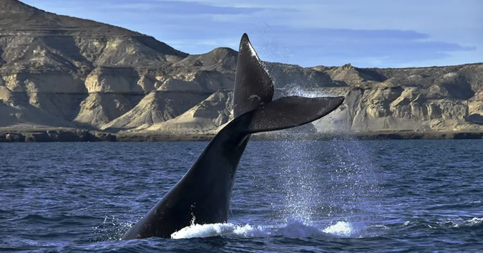 Greenpeace informa que hay menos ballenas en el Mar Argentino