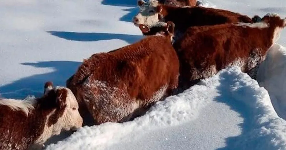 Santiago Nazar: “La ausencia de caminos en condiciones agravó la crisis de la gente de campo”