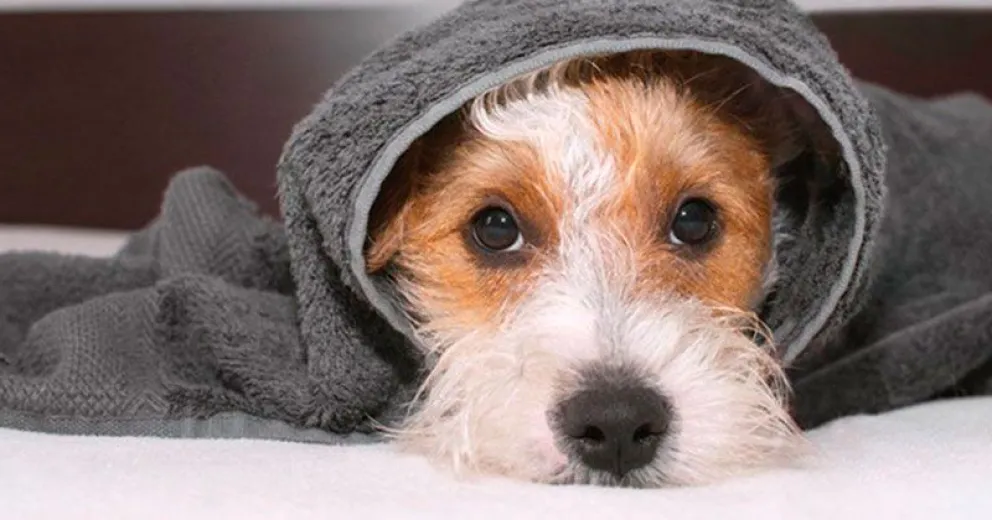 Así podés ayudar a tu perro si tiene miedo o fobia a los ruidos