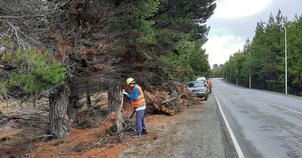 Avanzan los trabajos de embellecimiento de espacios verdes cercanos al Aeropuerto