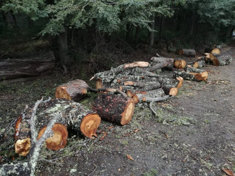 Apeo de coihues centenarios en lago Gutiérrez