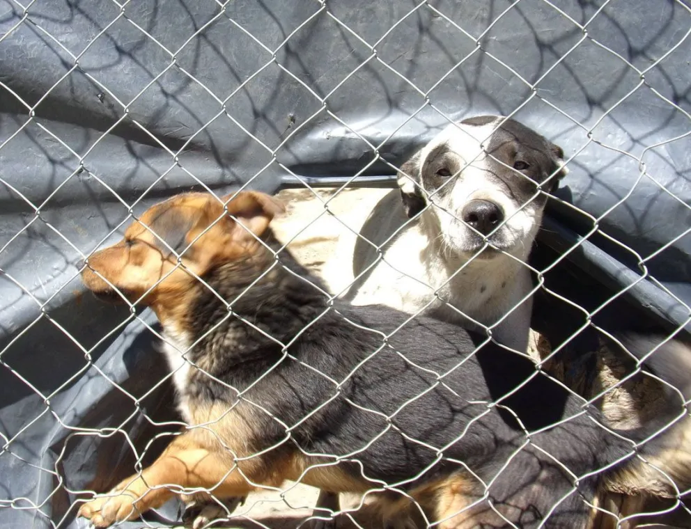 Superpoblación de perros en cuarentena: castraciones lentas y animales en la calle