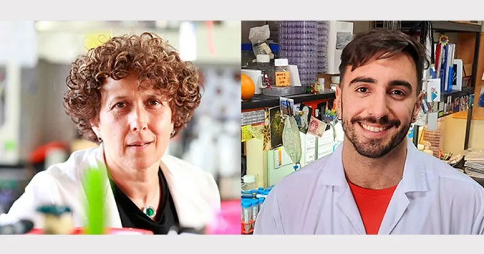 Descubren un talón de Aquiles del virus del Zika frente al sistema inmune