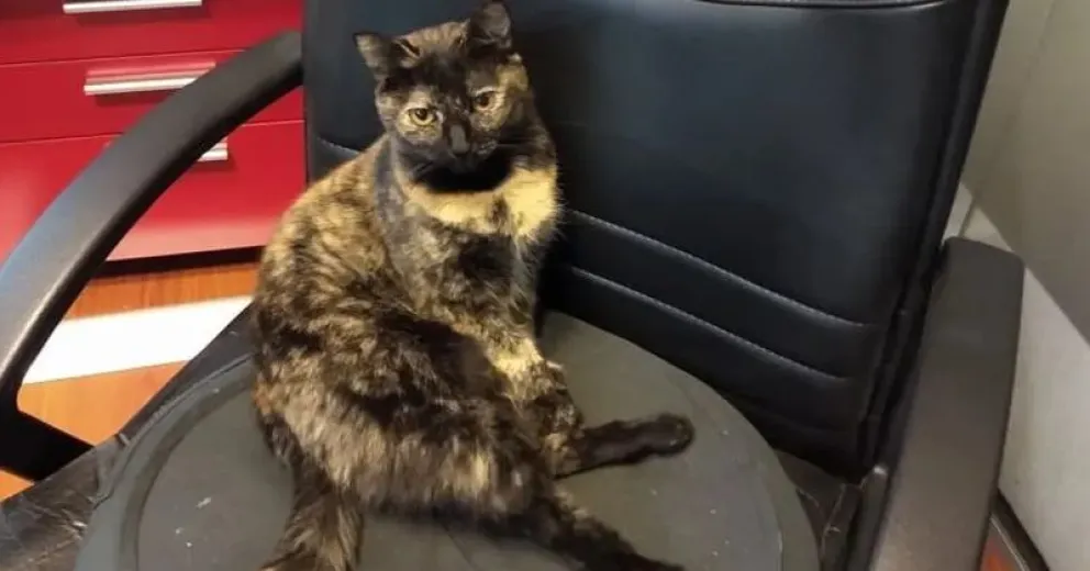 Lo dice la ciencia: los 8 beneficios de tener un gato en casa