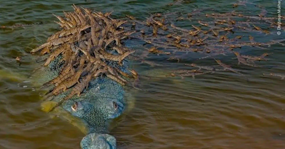 La tierna imagen de un papá cocodrilo con sus 150 crías en el lomo