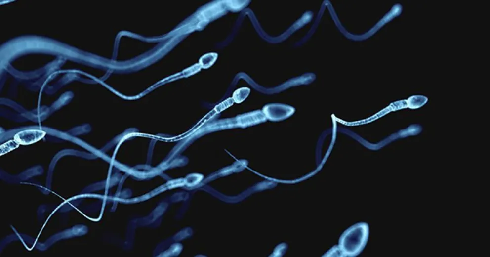 Una dieta elevada en grasas podría reducir la calidad de los espermatozoides