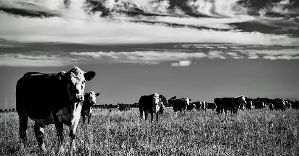 Diez años secos: menos pasto, pero más ganado