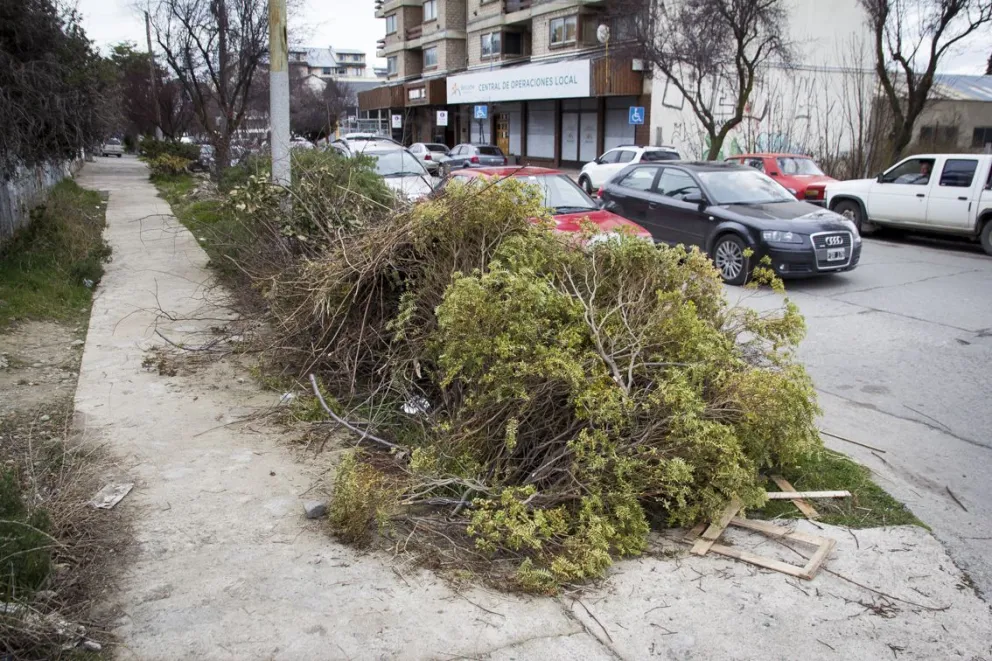 Poda y pandemia: Se acumularon las ramas y desde la Comuna dicen que no dan abasto