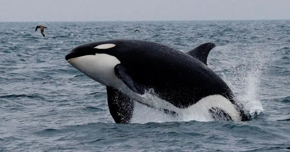 Orcas agresivas atacan barcos y desconciertan a los científicos