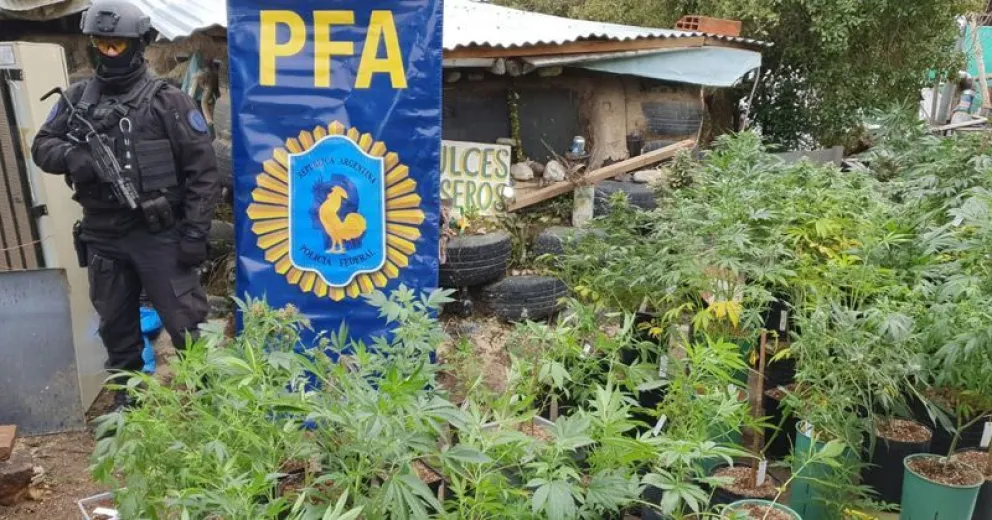 Supuestos “cultivadores” tenían dos armas de fuego y más de 100 plantas de cannabis sativa