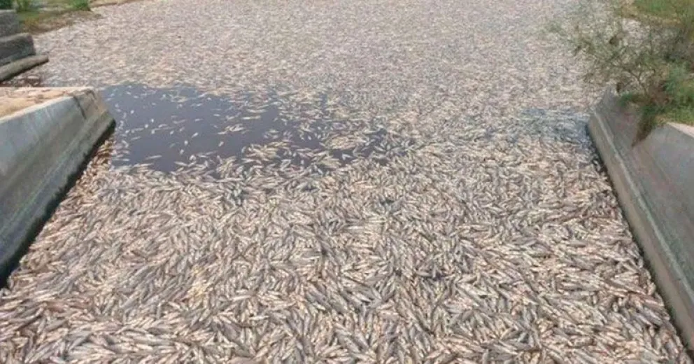 Impactante: miles de peces muertos en Formosa por la extrema sequía