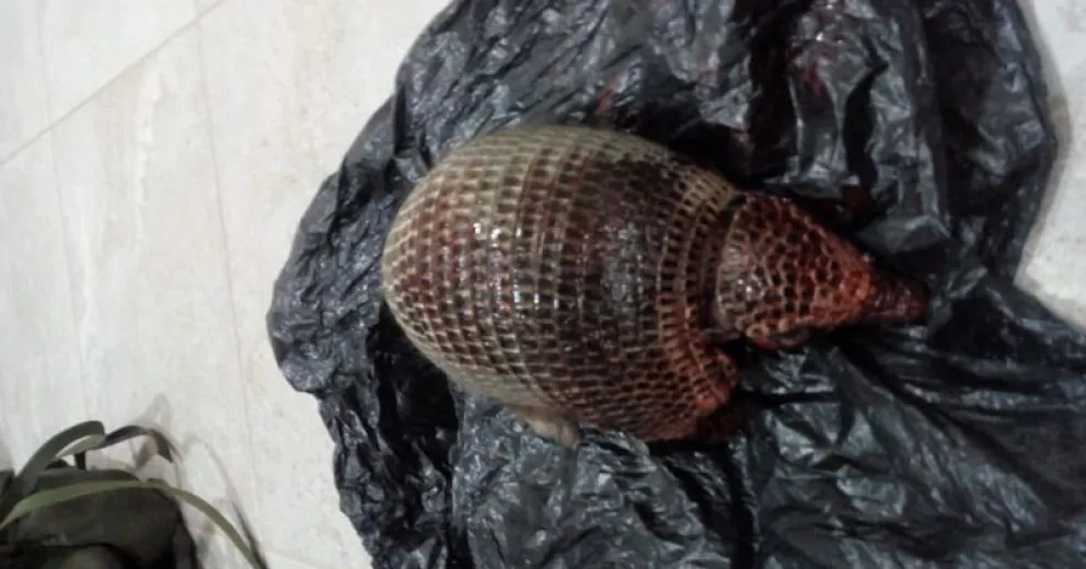 Un detenido y un demorado por cazar piches en una estancia