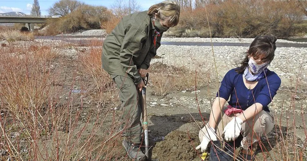 Plantaron sauces criollos en la futura Reserva Natural del río Ñirihuau