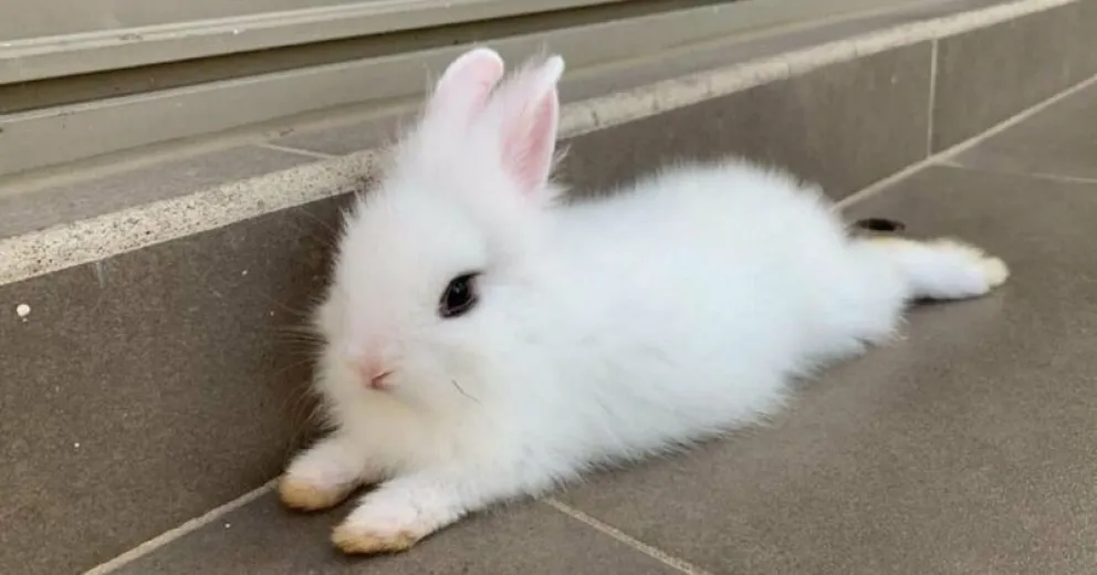 Viral: "Copito", el conejo que mató a una tarántula y se volvió un héroe en las redes sociales