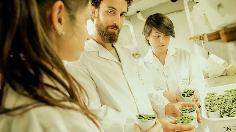 Desarrollan tratamientos lumínicos de una bacteria que genera pérdidas millonarias en los cultivos