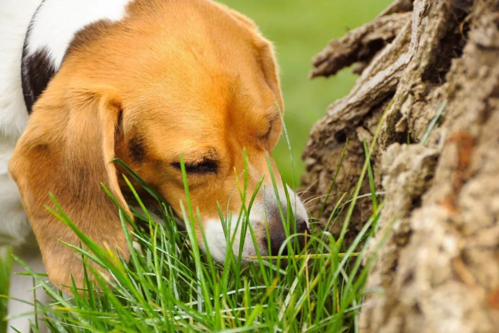 Las 5 razones por las que los perros comen pasto