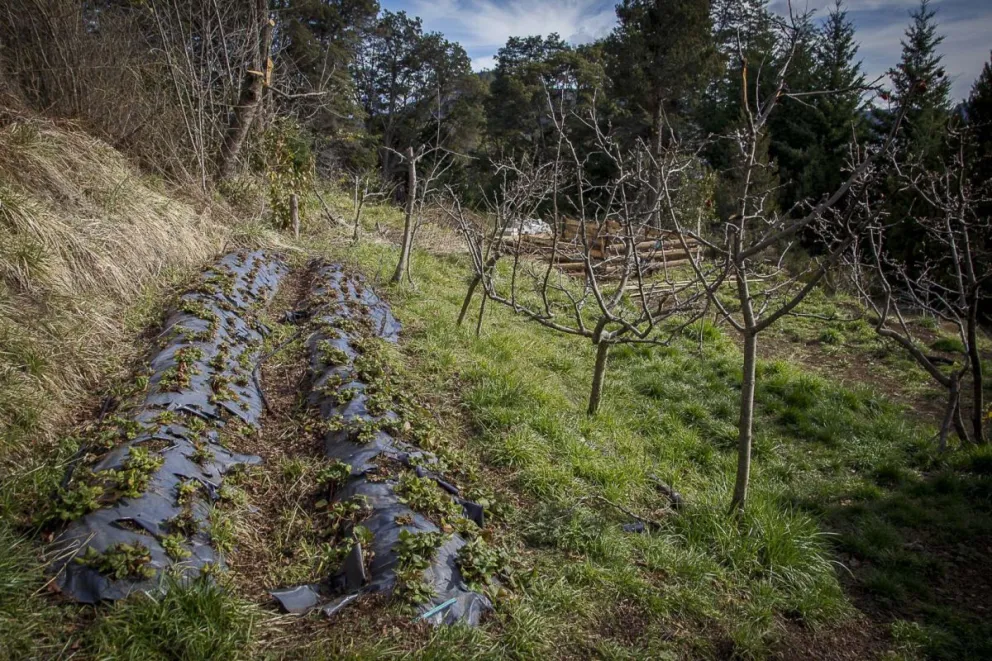 Una vez más, pioneros de Colonia Suiza denuncian que los quieren desalojar