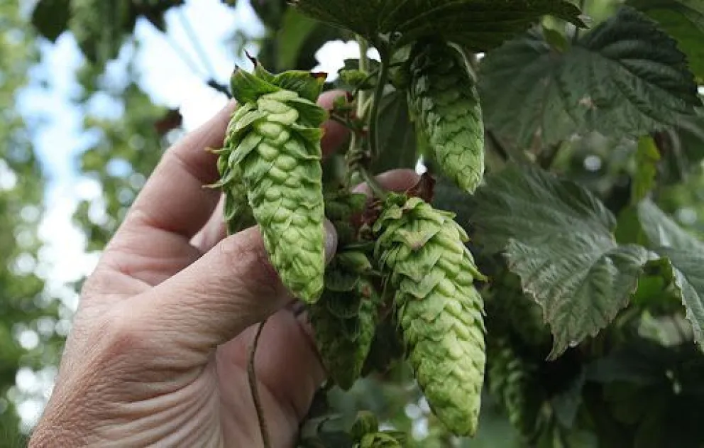 Nuevo estudio demuestra que los lúpulos producidos en la Patagonia son de nivel internacional