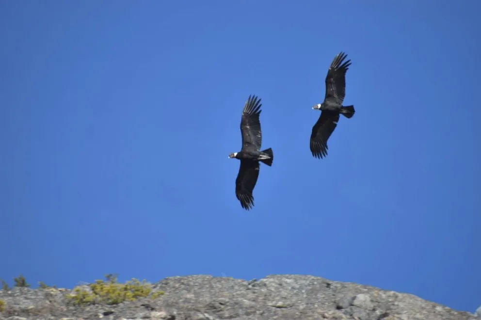 El vuelo de cóndores capturado por el ojo de uno de nuestros lectores