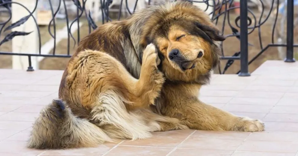 Los 5 motivos por los que tu perro se rasca