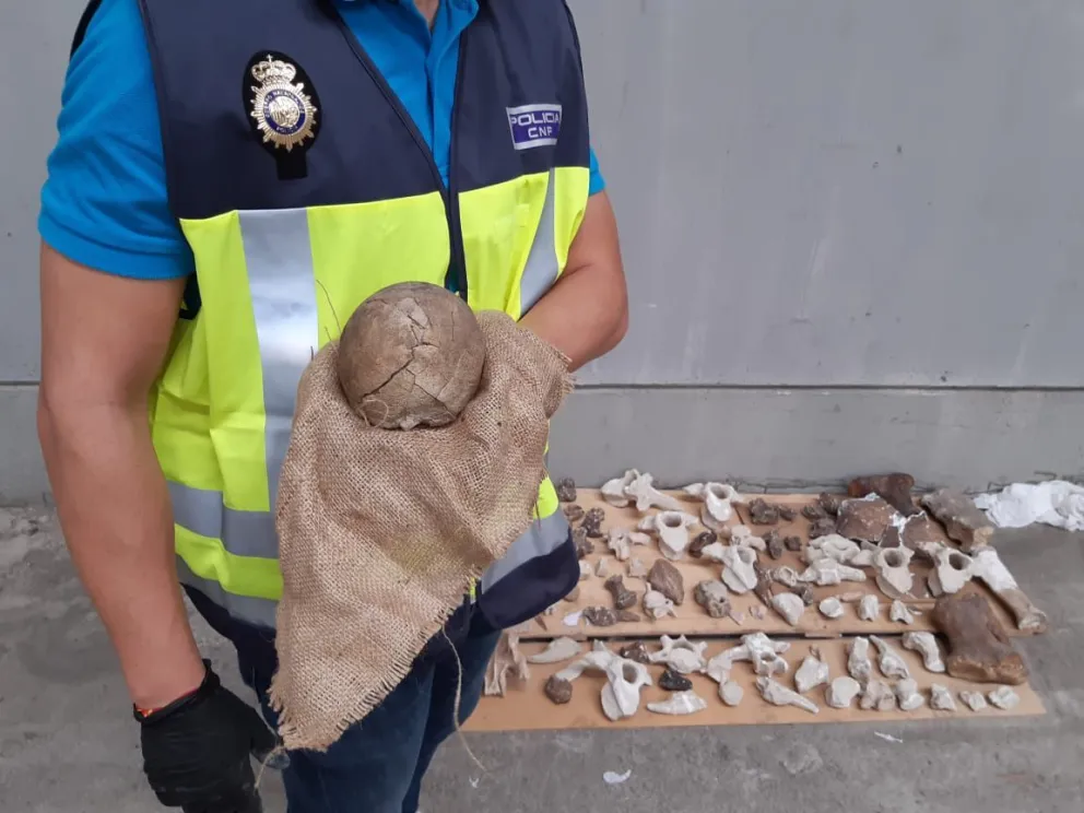 Frustraron el contrabando de 100 piezas paleontológicas de un museo de Bariloche a España
