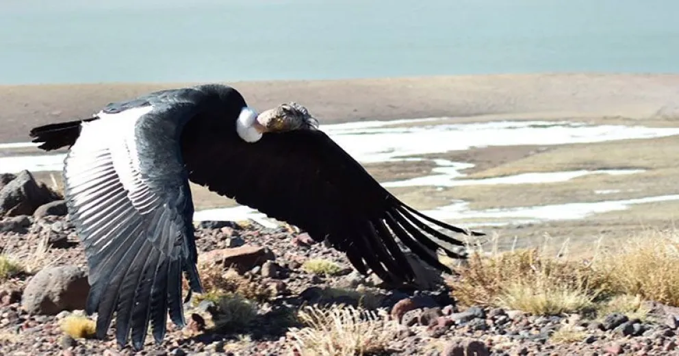 Rescataron a un cóndor intoxicado con plomo que cayó en una chacra de Chos Malal