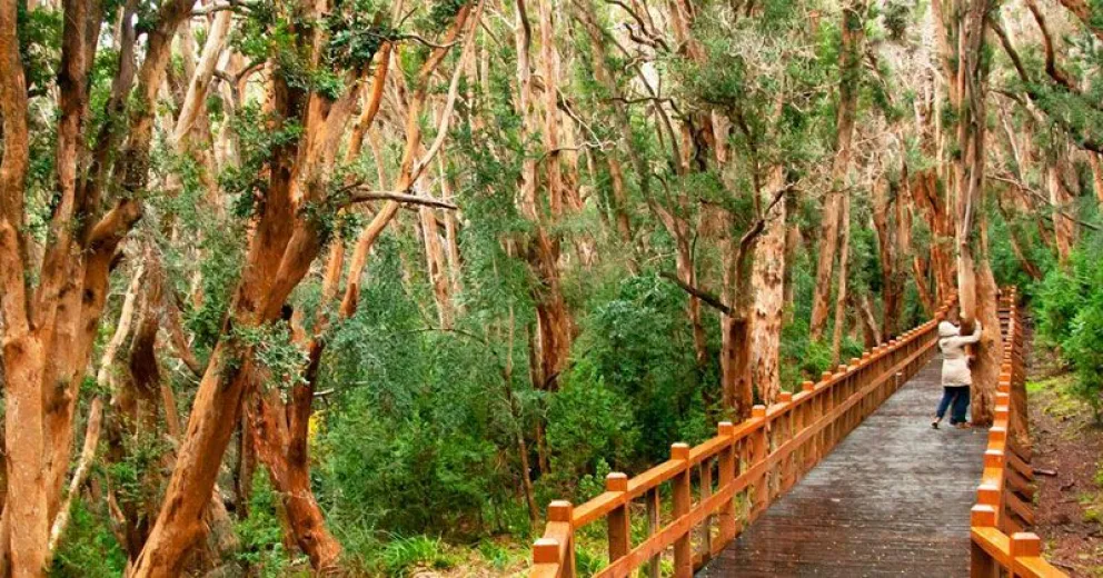 El estado de los senderos autorizados del Parque Nacional en Villa la Angostura