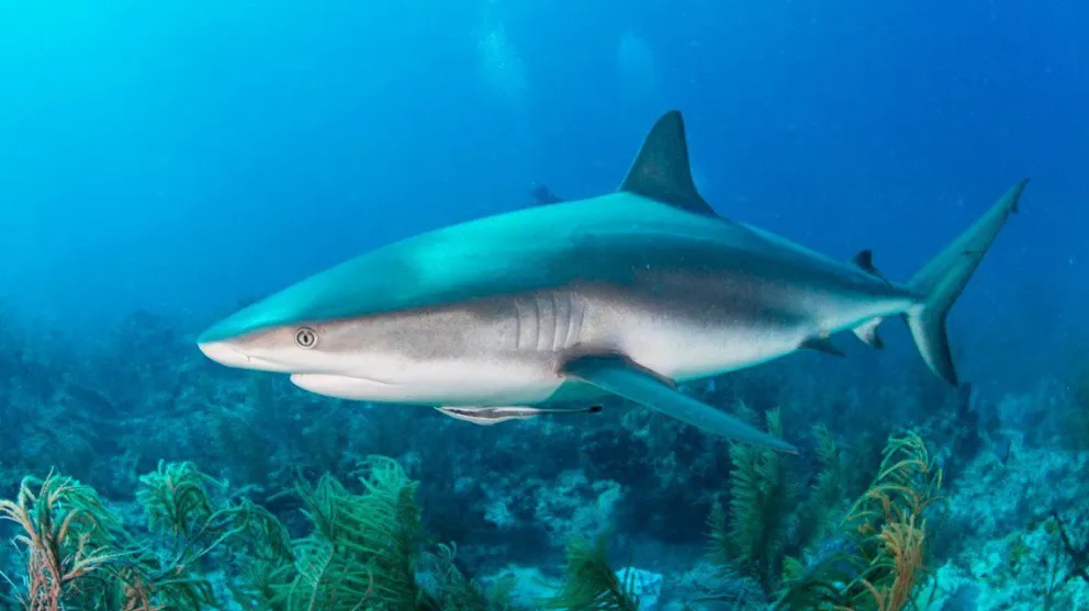 Protectores de animales temen masacre de tiburones para la fabricación de vacunas contra el coronavirus