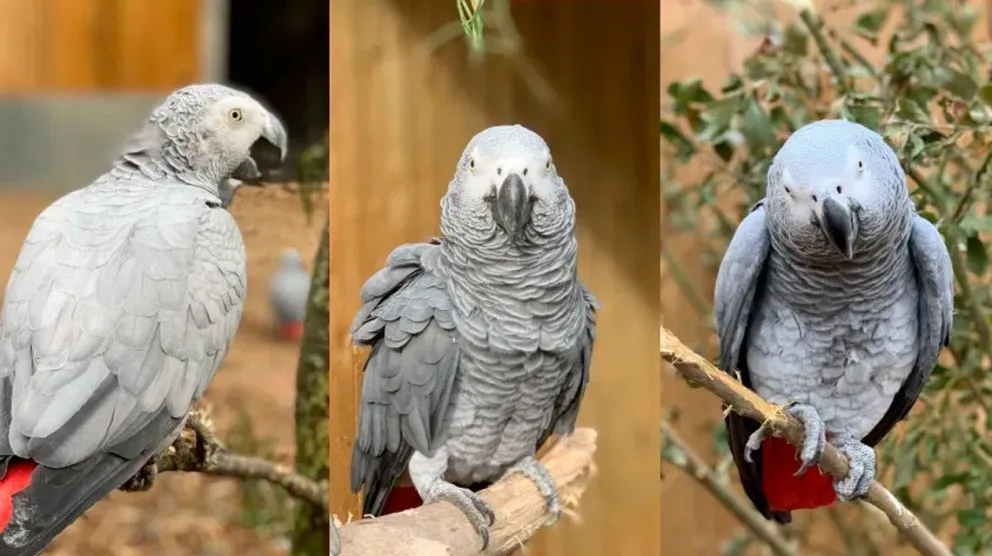 Aíslan a cinco loros en un Zoológico británico por insultar a los turistas