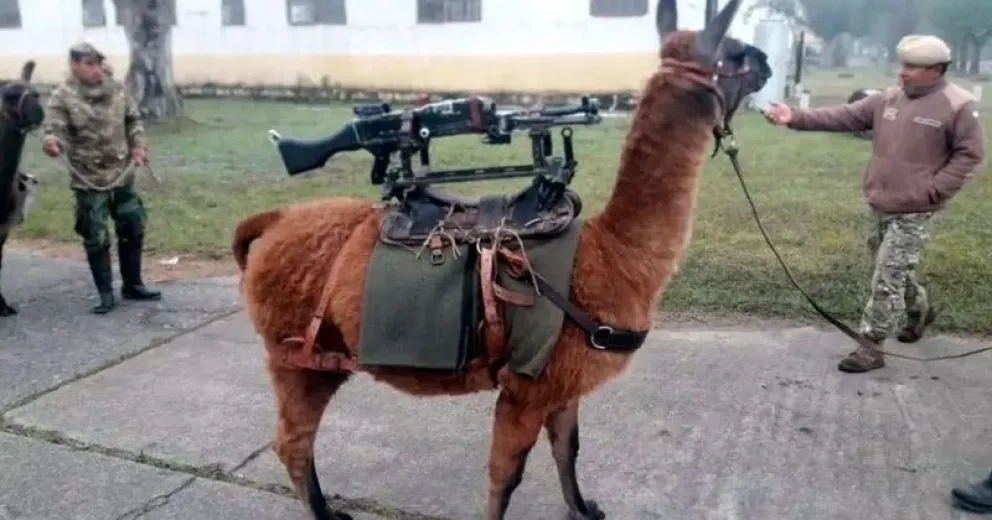 Jujuy entregó al Ejército 20 "llamas-metralletas" y explotaron las redes sociales