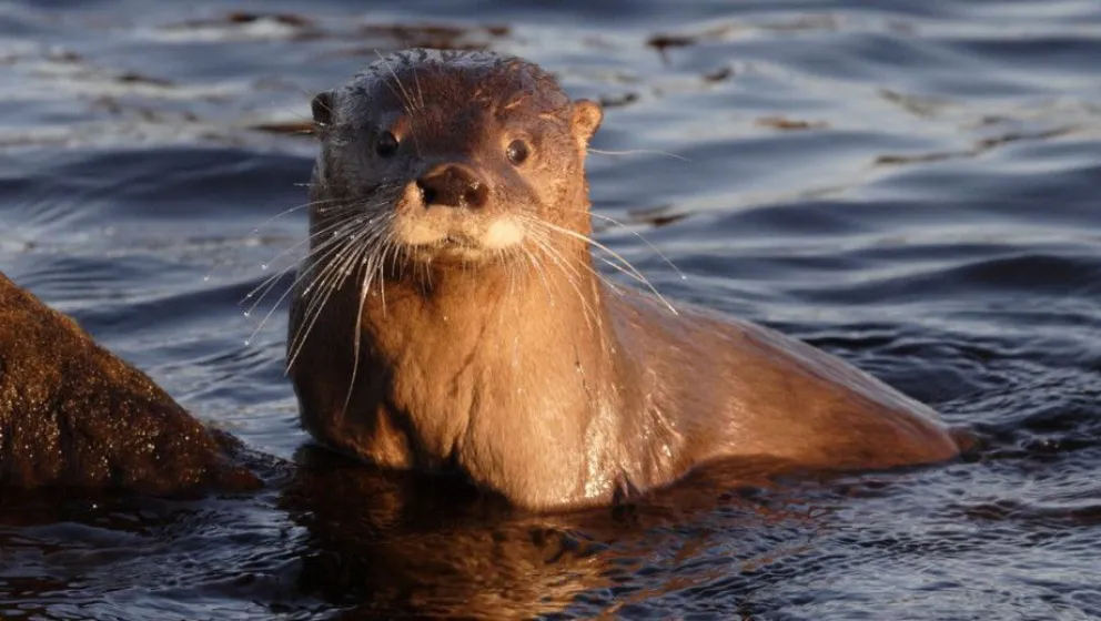 El huemul y el huillín, en peligro de extinción ¿cómo podemos contribuir a su conservación?
