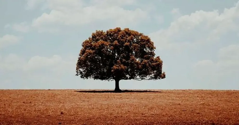 Casi el 40% de las plantas del mundo están en peligro de extinción