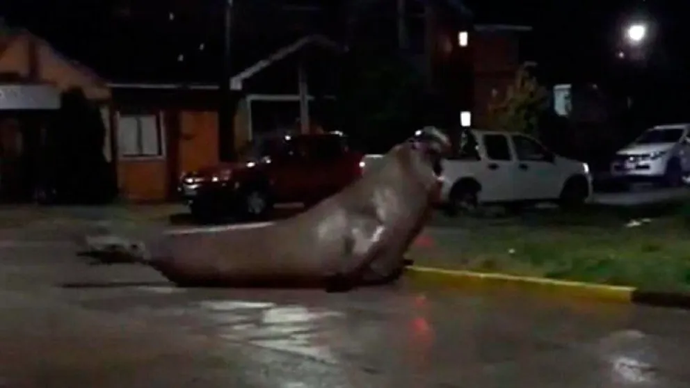 Chile: sorpresa por un elefante marino en las calles de un barrio residencial