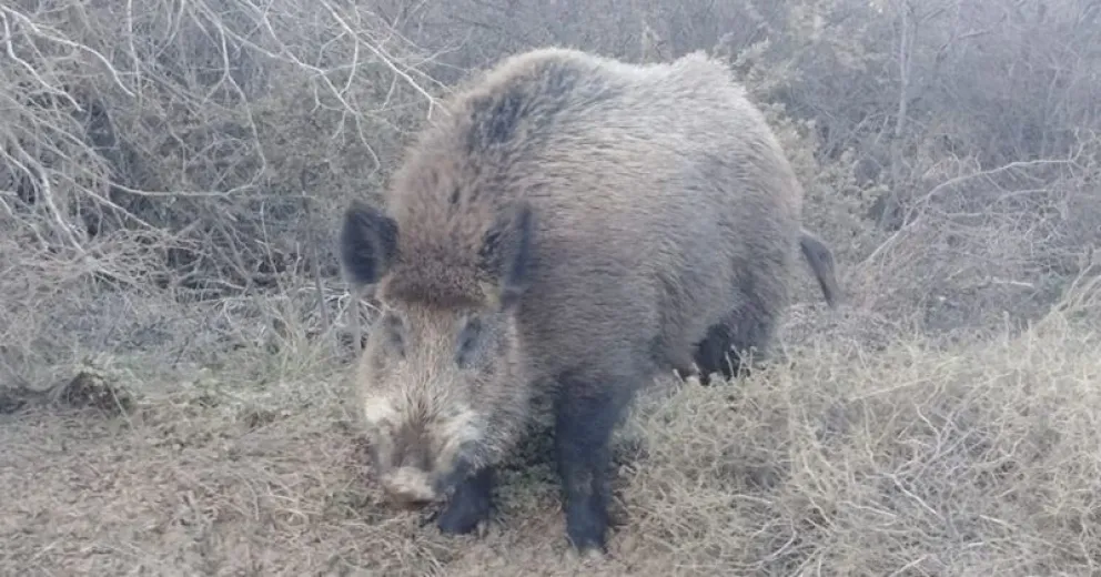 Tenemos que convivir con los animales silvestres