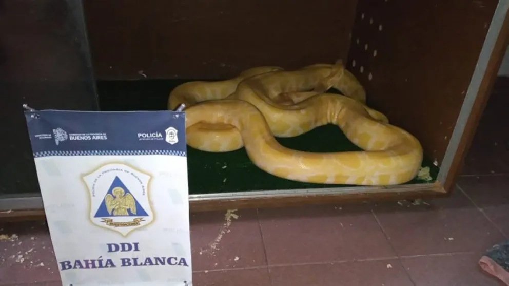 Tenían "de mascotas" tres aves de rapiña, dos víboras pitón y una iguana